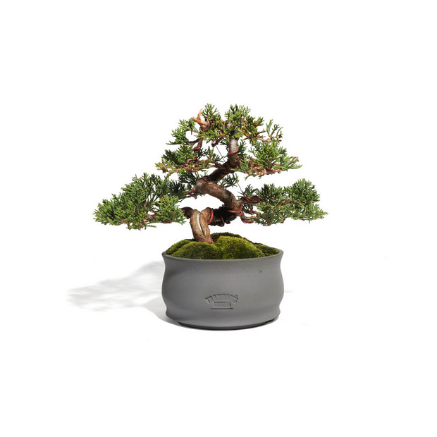 真柏　-Japanese Juniper-　（推定樹齢30年）
